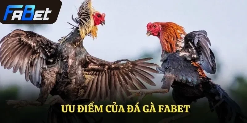 Ưu điểm của đá gà FABET